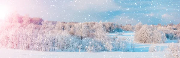 Panoramautsikt Över Vita Snöiga Träden Naturparken Vacker Naturskön Utsikt — Stockfoto