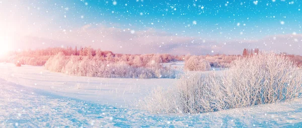 Panoramiczny Widok Białe Śnieżne Drzewa Parku Naturalnym Piękny Widok Malowniczy — Zdjęcie stockowe