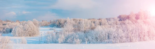Πανοραμική Θέα Των Λευκών Χιονισμένων Δέντρων Στο Φυσικό Πάρκο Όμορφη — Φωτογραφία Αρχείου