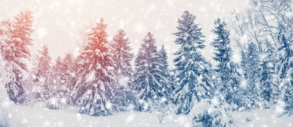 Vista Panorámica Del Bosque Abetos Con Abetos Cubiertos Nieve Suave —  Fotos de Stock