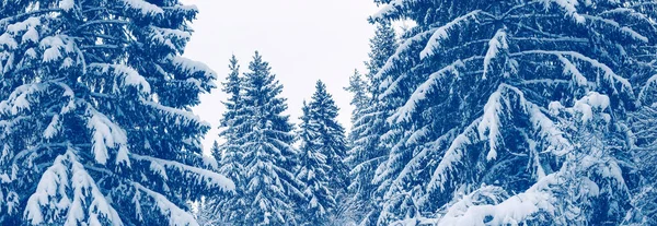 Панорамный Вид Еловый Лес Покрытый Мягким Снегом Красивый Снежный Фон — стоковое фото