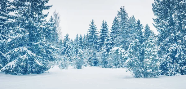 Yumuşak Karla Kaplanmış Ladin Ormanının Panoramik Manzarası Güzel Karlı Arkaplan — Stok fotoğraf