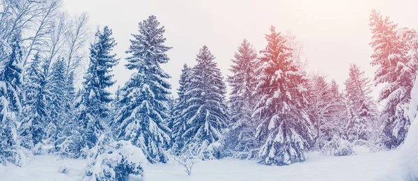 Poranny Wschód Słońca Lesie Świerkowym Jodłami Pokrytymi Miękkim Śniegiem Piękne — Zdjęcie stockowe
