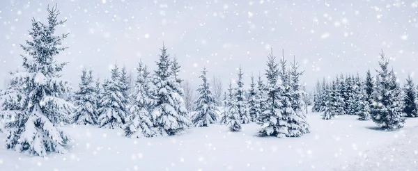 Schöner Schneefall Fichtenwäldern Winter Tannenwald Schneit Panorama Hintergrund — Stockfoto