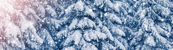 Närbild Granskogen Snöfall Vintern Morgon Vacker Panoramautsikt — Stockfoto