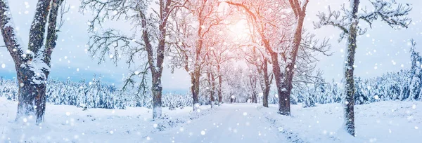 Droga Krajowa Parku Przyrody Zimowy Poranek Piękny Widok Panoramiczny — Zdjęcie stockowe