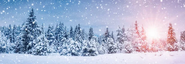 Piękne Opady Śniegu Lesie Świerkowym Rano Wschód Słońca Lesie Jodły — Zdjęcie stockowe