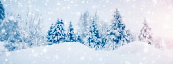 Szoros Kilátás Nyílik Lejtőn Hófúvás Lucfenyő Erdőben Hóesés Panoráma Háttér — Stock Fotó