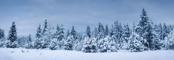 Bellissimo Sfondo Della Foresta Abete Rosso Invernale Sera Vista Panoramica — Foto Stock