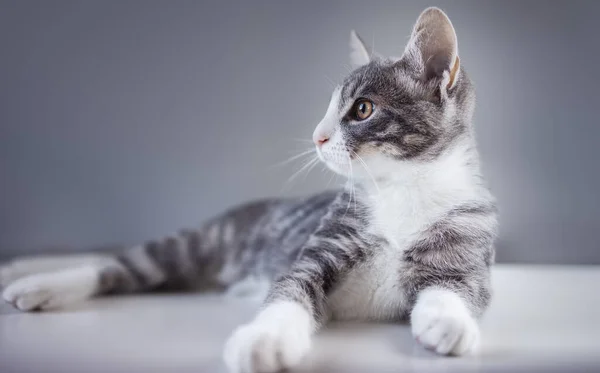 Graues Kätzchen Liegt Drinnen Auf Dem Boden Konzept Der Haustierpflege — Stockfoto