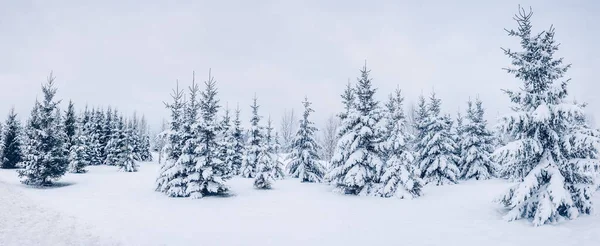 Piękne Tło Zimowego Lasu Świerkowego Panoramiczny Widok Las Jodłowy — Zdjęcie stockowe