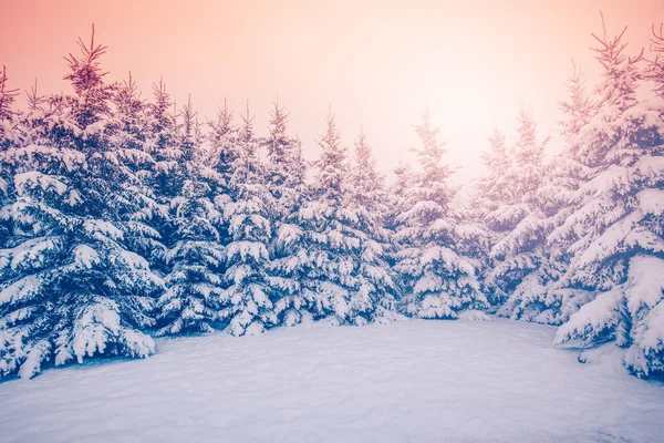Чудовий Вид Ялинові Ліси Зимового Ранку Схід Сонця Ярах — стокове фото