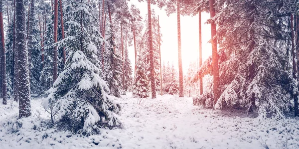 Poranny Wschód Słońca Śnieżnym Lesie Zimowym Piękne Tło Parku Przyrody — Zdjęcie stockowe