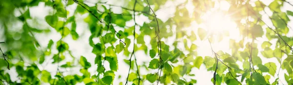 Крупным Планом Панорамный Вид Березовую Ветку Молодыми Листьями Почками Красивый — стоковое фото