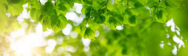 Panoramatický Pohled Lipovou Větev Mladými Listy Krásné Pozadí Jarního Listí — Stock fotografie
