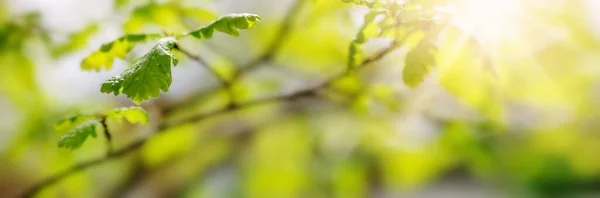 Vista Panorâmica Galho Das Árvores Com Folhas Jovens Fundo Bonito — Fotografia de Stock