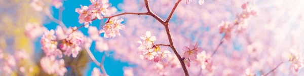 Lkbaharda Doğal Parkta Çiçek Açan Kiraz Ağacı Panoramik Görünüm — Stok fotoğraf