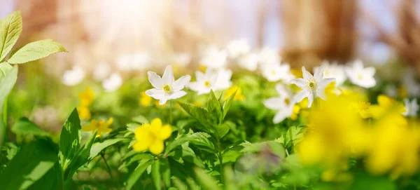 Panoramic View Field Yellow White Anemones Forest Early Spring Natural — Stock Photo, Image