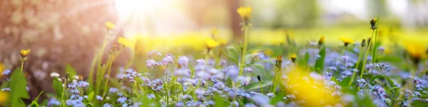 Pajiște Mulțime Flori Foget Păpădie Galbenă Ziua Însorită Primăverii Natura — Fotografie, imagine de stoc