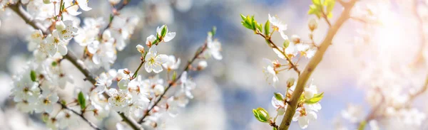 開花中のリンゴの木の枝 美しい晴れた日に春の花を持つ小枝 5月の新緑 — ストック写真