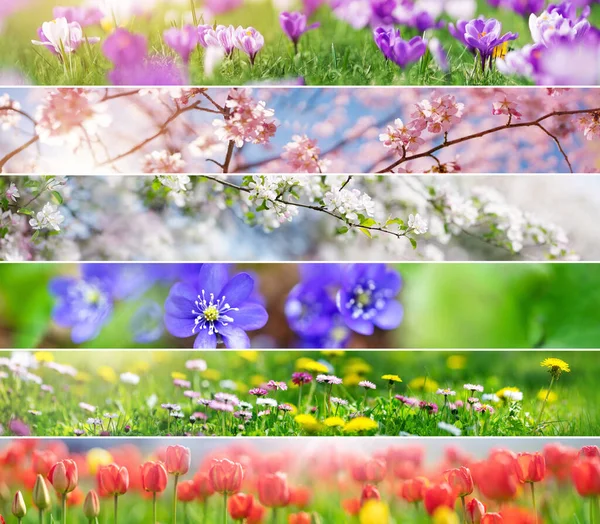 Collage Van Panoramische Foto Van Verschillende Lentebloemen Bloeiende Bomen Concept — Stockfoto