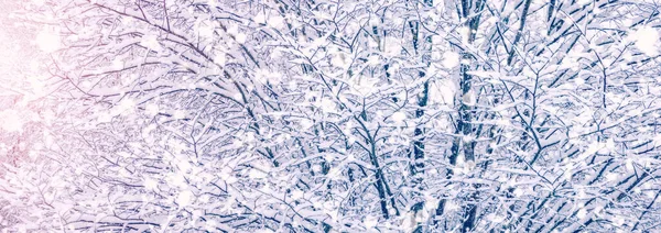 Filialer Trädet Som Täcker Snö Snöfall Panoramautsikt — Stockfoto