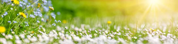 Grasveld Met Veel Witte Roze Lente Madeliefjes Bloemen Gele Paardebloemen — Stockfoto