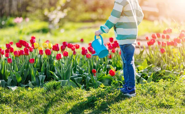 Boy Standing Garden Watering Tulips Concept Gardening Farming — Stockfoto