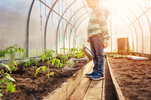 Boy Greenhouse Watering Young Sprouts Tomato Concept Gardening Farming —  Fotos de Stock