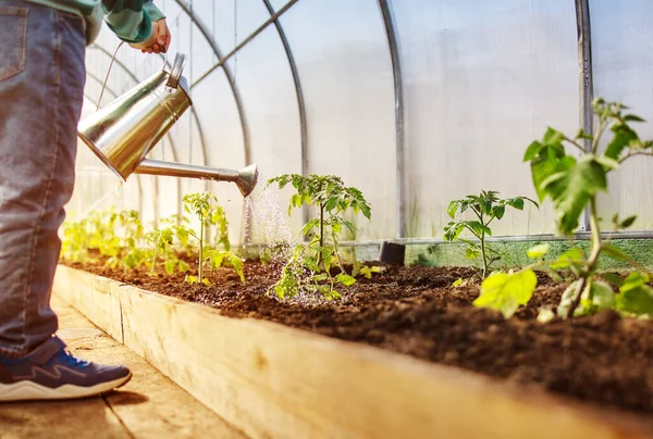 トマトの若い芽に水をやる温室の少年 農業の概念 — ストック写真