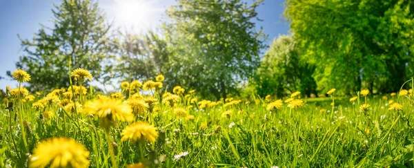 Meadow Blossoming Dandelions Natural Park Beautiful Background Blooming Wildflowers Woods — Foto Stock
