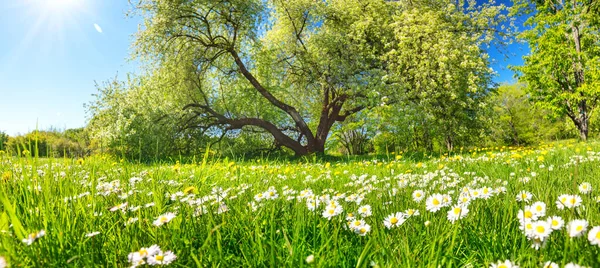 Beautiful Landscape Natural Park Field Chamomiles Spring Nature Blooming — Foto Stock