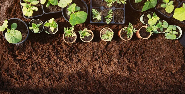 Background Black Soil Many Pots Young Sprouts Plants Standing Concept — Photo