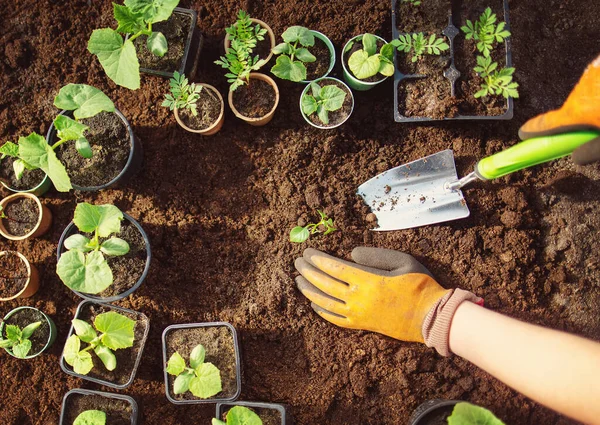 Ludzie Ręce Sadzenie Roślin Kiełkują Czarnej Ziemi Koncepcja Nowego Życia — Zdjęcie stockowe