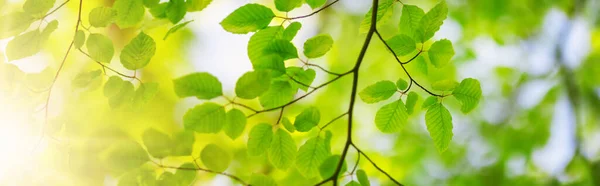 Panoramic View Trees Branches Fresh Young Foliage Beautiful Natural Background — Stockfoto