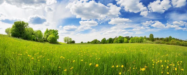 Sunny Day Field Blooming Dandelions Natural Park Concept Family Vacation — 图库照片
