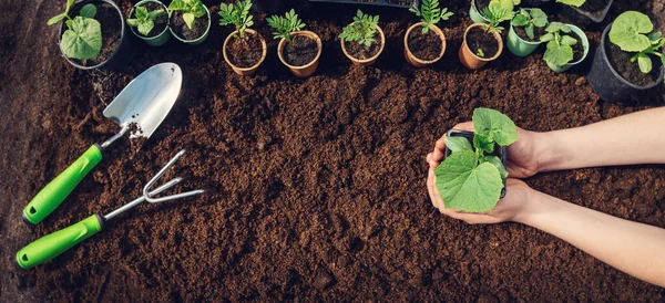 Människor Händer Plantera Växt Grodd Den Svarta Jorden Begreppet Ett — Stockfoto