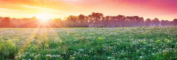 Beautiful View Sunset Field Fluffy White Dandelions Panoramic Background Natural — 图库照片