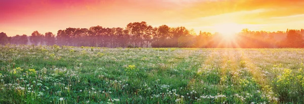 Beautiful View Sunset Field Fluffy White Dandelions Panoramic Background Natural — Stock fotografie