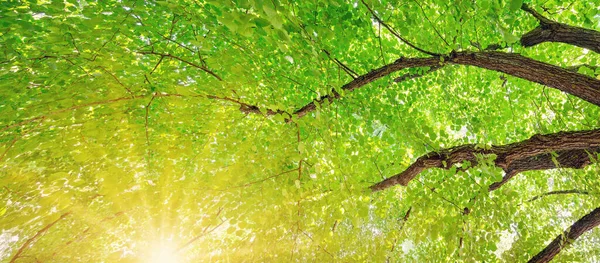 Olbrzymie Lipy Gałęzie Świeżymi Młodymi Liśćmi Piękny Widok Dno — Zdjęcie stockowe