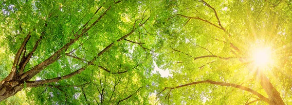 Obří Lípy Větví Čerstvým Mladým Listím Krásný Spodní Pohled Panoramatické — Stock fotografie