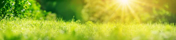 Doğal Parktaki Taze Yeşil Çimlerin Panoramik Görüntüsü Duvar Kağıdı Arkaplanı — Stok fotoğraf