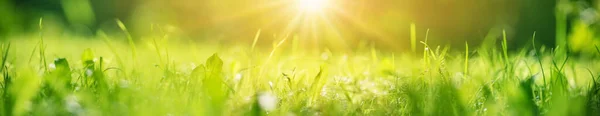 Панорамний Вид Свіжу Зелену Траву Природі Концепція Шпалер Фону — стокове фото