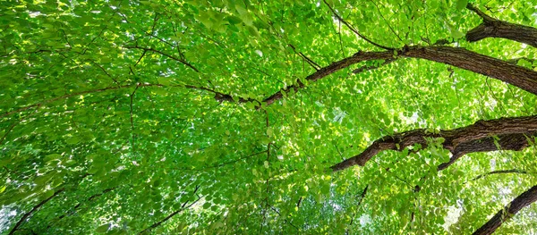 Taze Taze Yaprakları Olan Dev Ihlamur Ağaçları Güzel Alt Görünüm — Stok fotoğraf