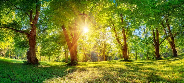 Prachtige Achtergrond Van Zonsopgang Natuurlijk Loofbos Morgen Het Voorjaarsbos — Stockfoto