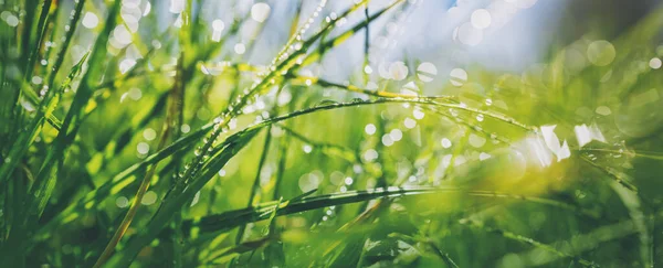Φρέσκο Πράσινο Γρασίδι Φόντο Στην Ηλιόλουστη Μέρα Του Καλοκαιριού Lawn — Φωτογραφία Αρχείου