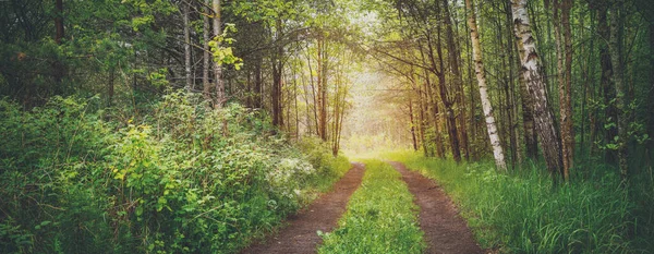 Деревенская Дорога Диком Красивом Зеленом Лесу Деревянный Пейзаж Природе Концепция — стоковое фото