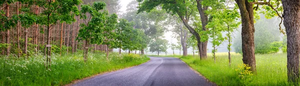 안개낀 공원에 아스팔트 도로를 한눈에 수있습니다 아름다운 안개낀 — 스톡 사진