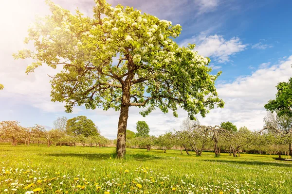 Prachtige Perenboom Bloeiend Het Natuurpark Lente Zonnige Dag Het Voorjaar — Stockfoto