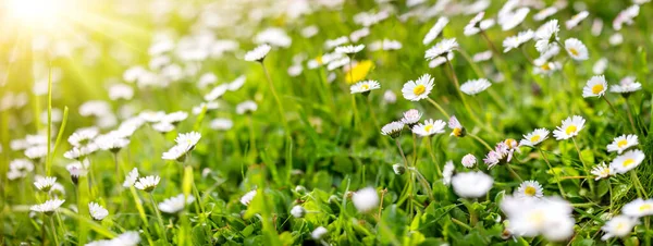 Panoramic View Blooming Daisies Spring Field Beautiful Background — Stock Photo, Image